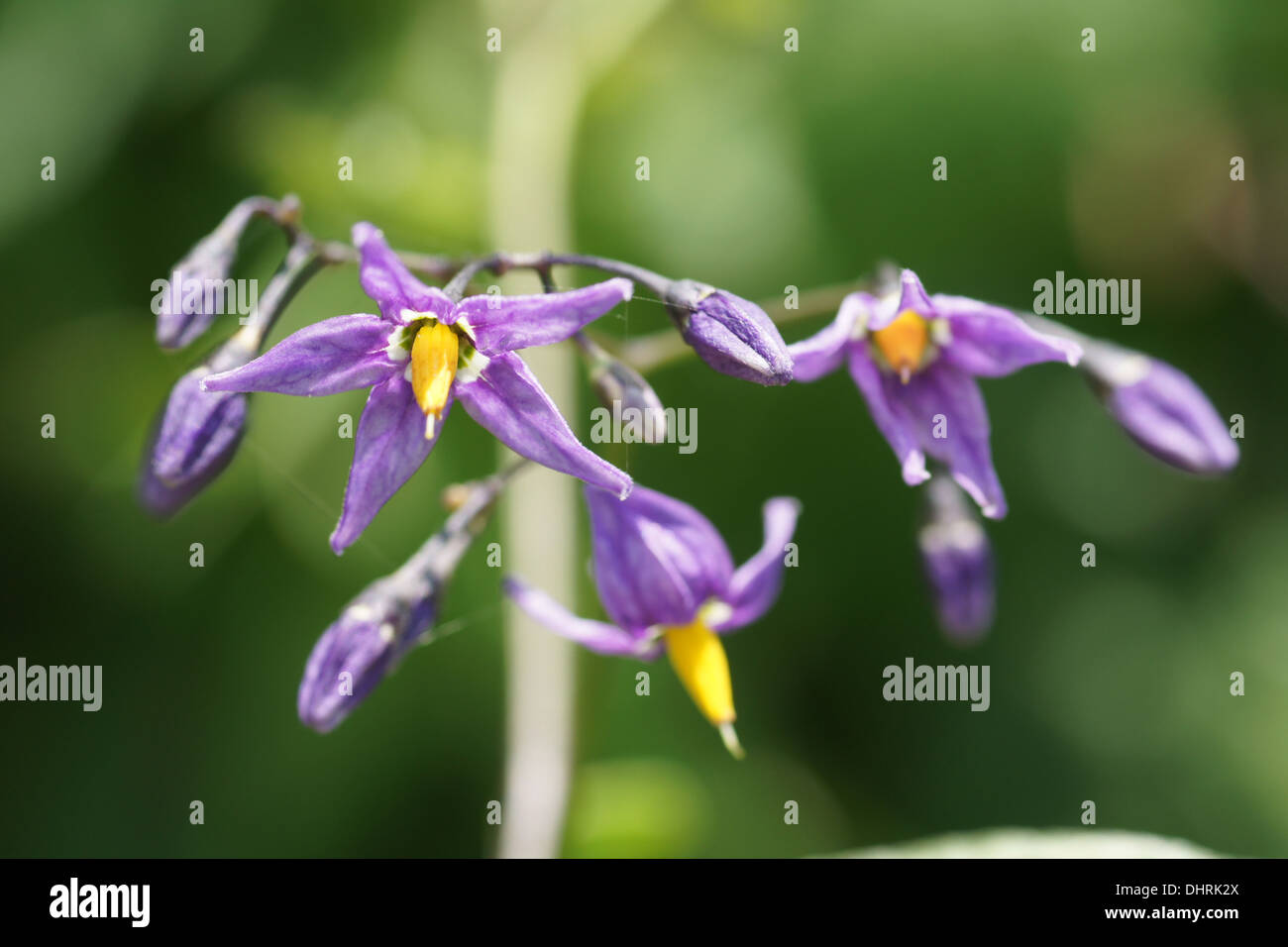 Bittersweet Nightshade High Resolution Stock Photography And Images Alamy