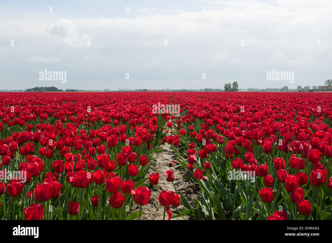 red tulips and blue sky with white clouds Stock Photo - Alamy
