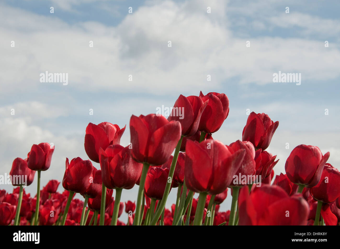 red tulips and blue sky with white clouds Stock Photo - Alamy