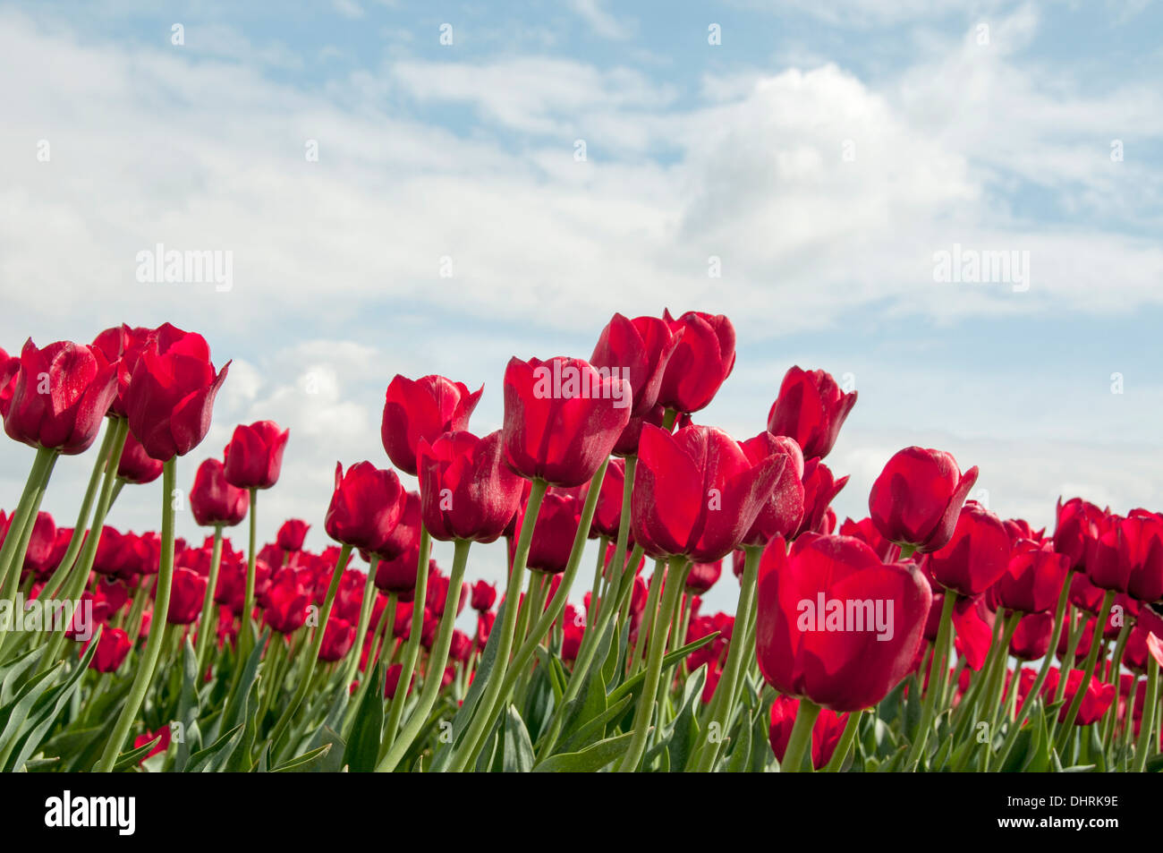 red tulips and blue sky with white clouds Stock Photo - Alamy