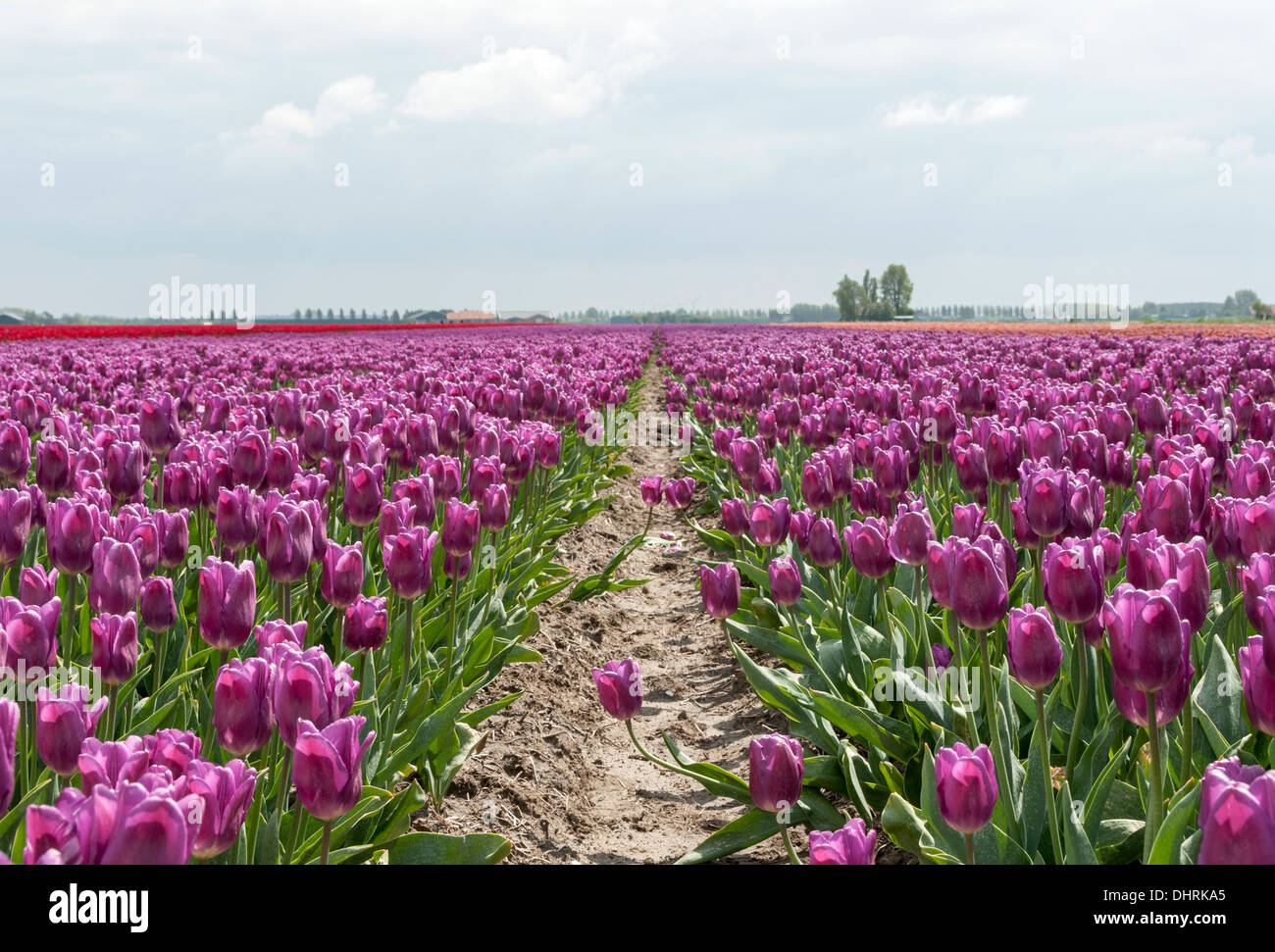 pink tulips and blue sky with white clouds Stock Photo - Alamy