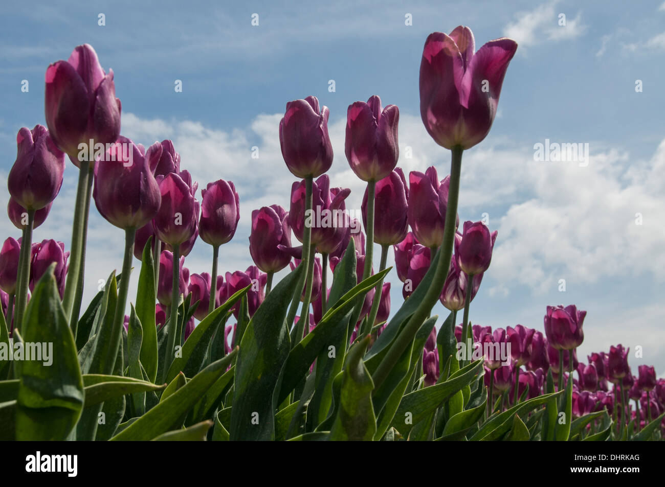pink tulips and blue sky with white clouds Stock Photo - Alamy
