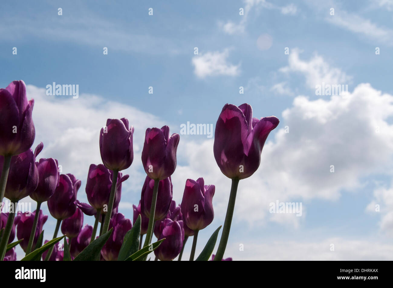 pink tulips and blue sky with white clouds Stock Photo - Alamy
