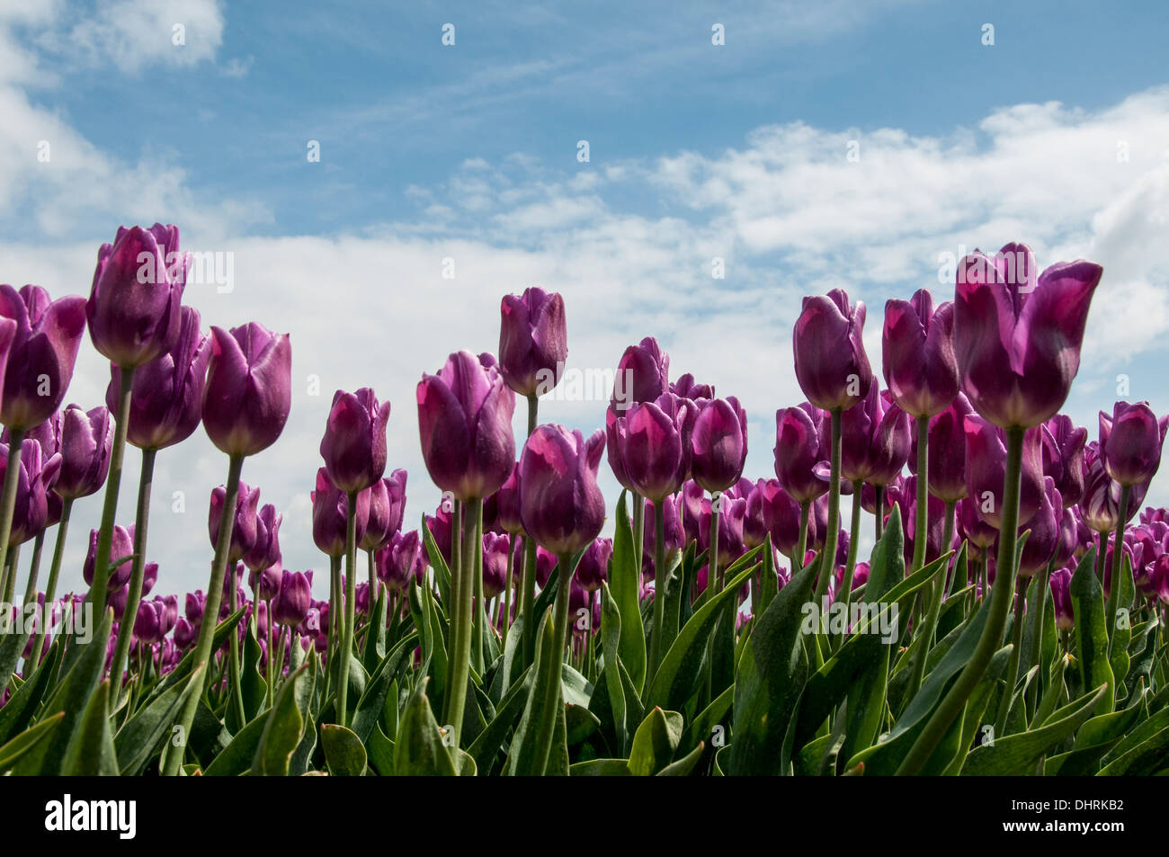 pink tulips and blue sky with white clouds Stock Photo - Alamy