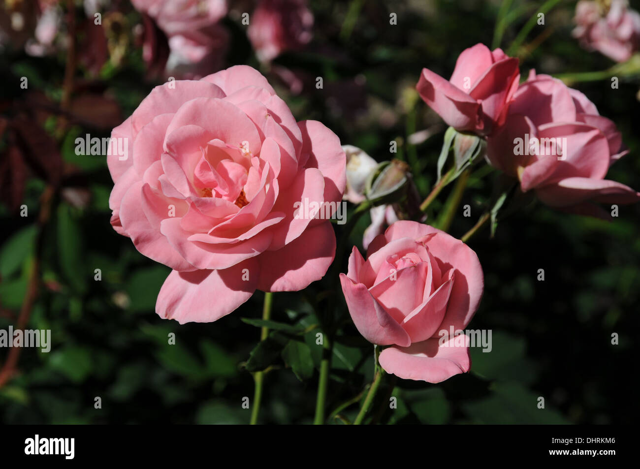 Hybrid-rose Stock Photo