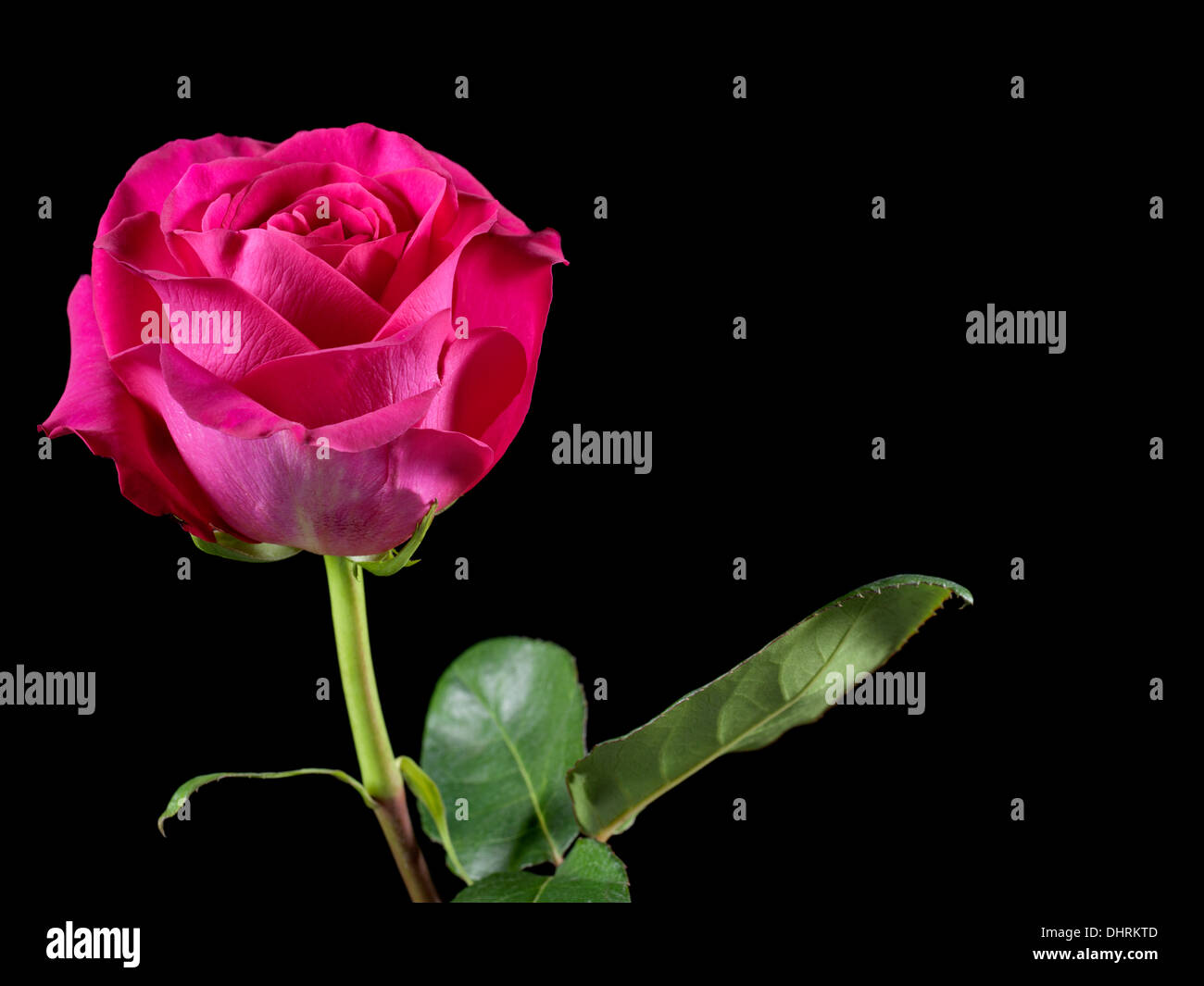 Pink rose with black background hi-res stock photography and images - Alamy