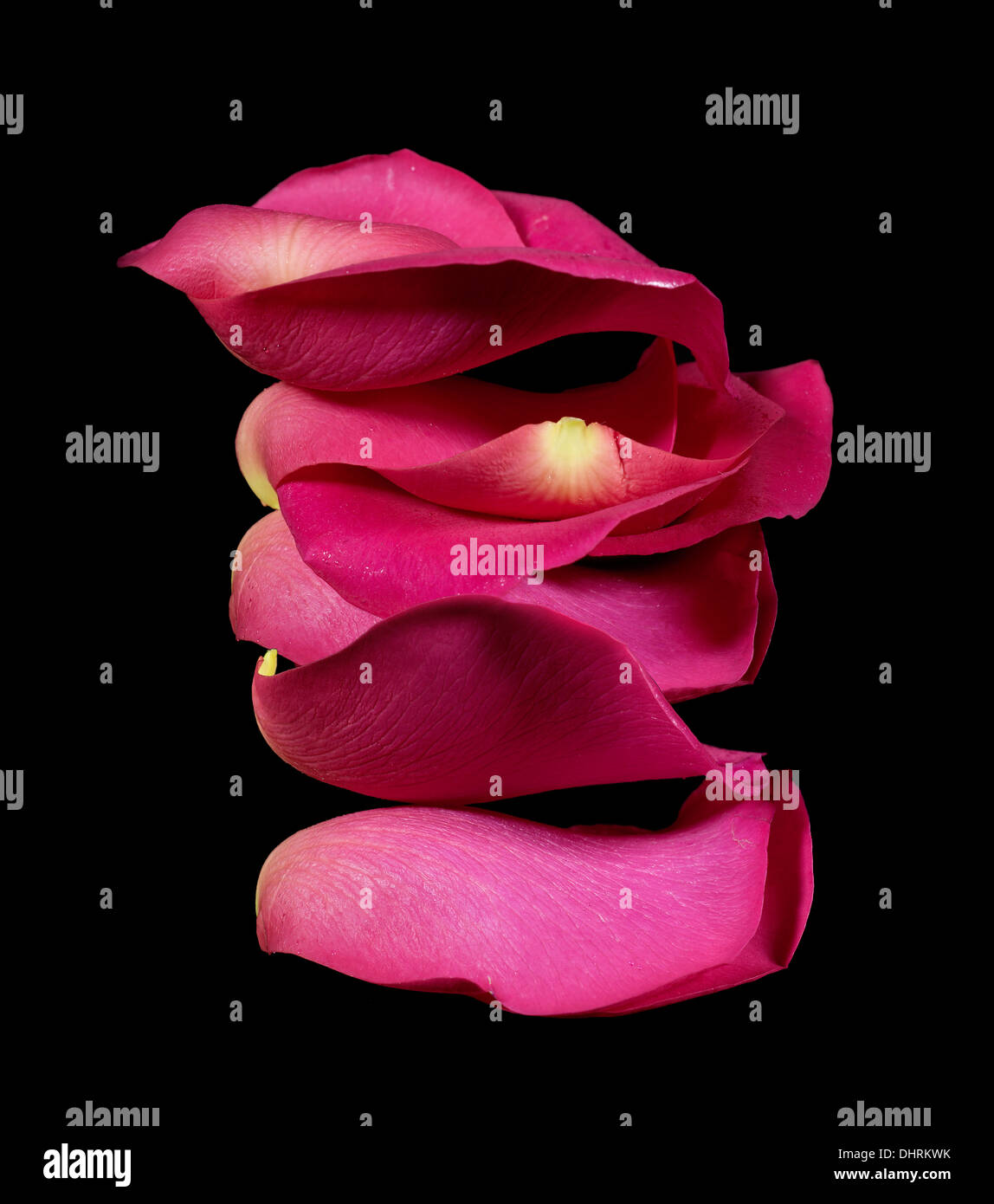 Pink Roses Stacked A stack of bright pink rose petals on a black background Stock Photo ...