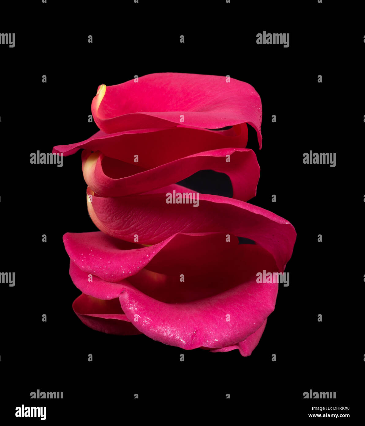 Pink Roses Stacked A stack of bright pink rose petals on a black background Stock Photo ...