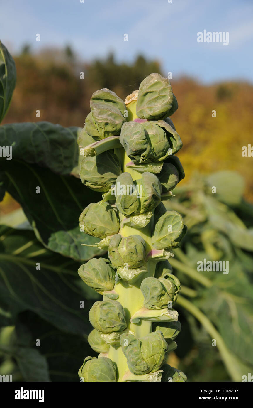 Brussels sprout Stock Photo