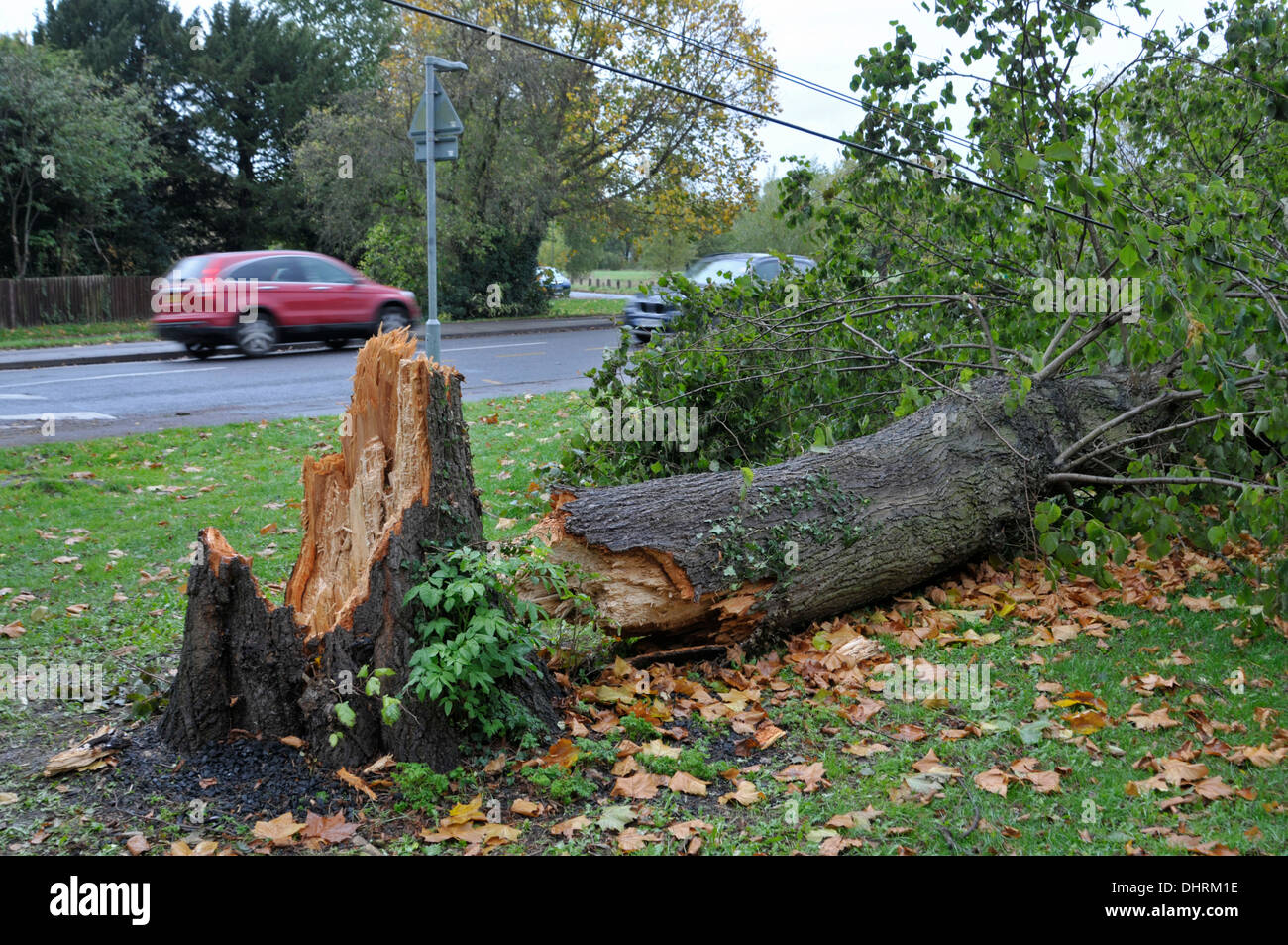 Tree blown over in storm, November 2013. Ashtead, Surrey Stock Photo