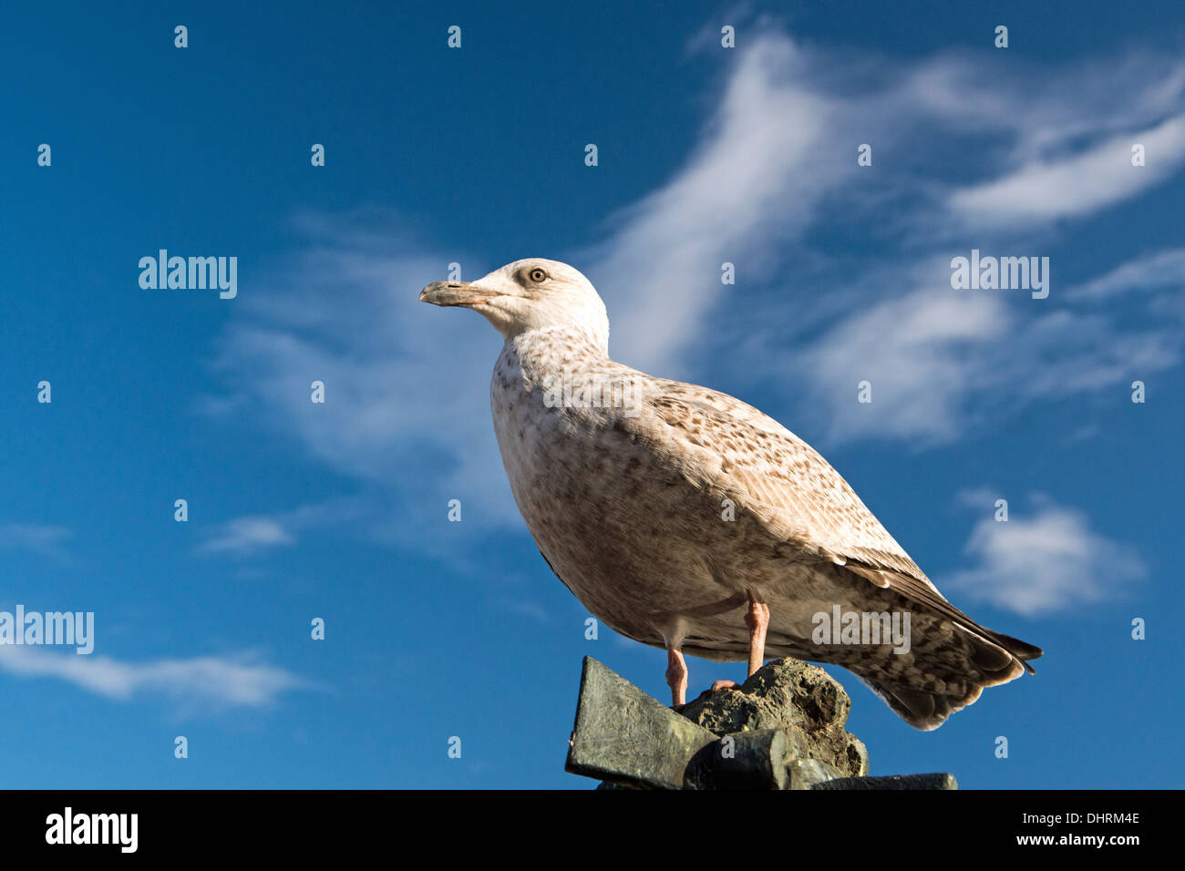 Young Herring Gull Larus argentatus sitting overhead, photographed from