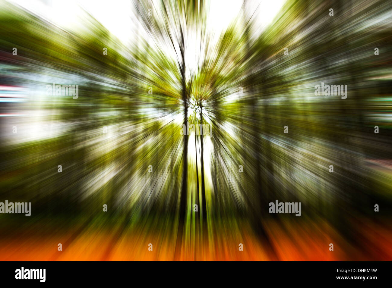 An image of a zoom in coniferous forest Stock Photo