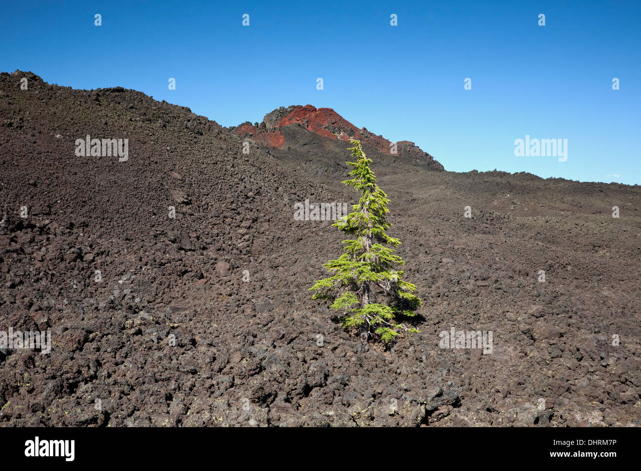 A lone tree in lava flow below Little Belknap Crater next to the Pacific Crest Trail north of Mckenzie Pass. Stock Photo