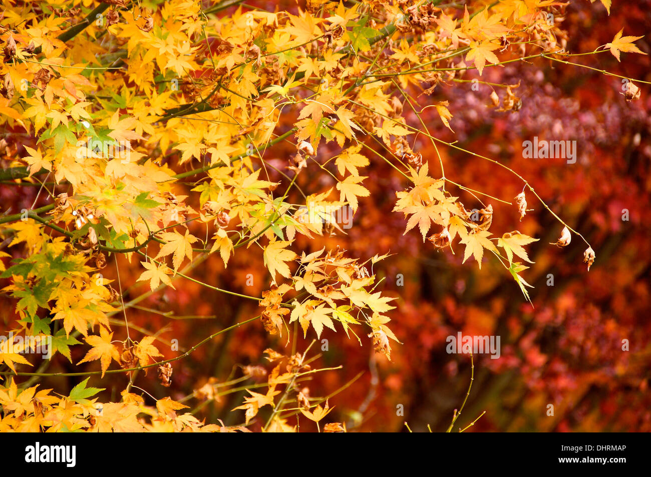 Maple leaves tree hi-res stock photography and images - Alamy