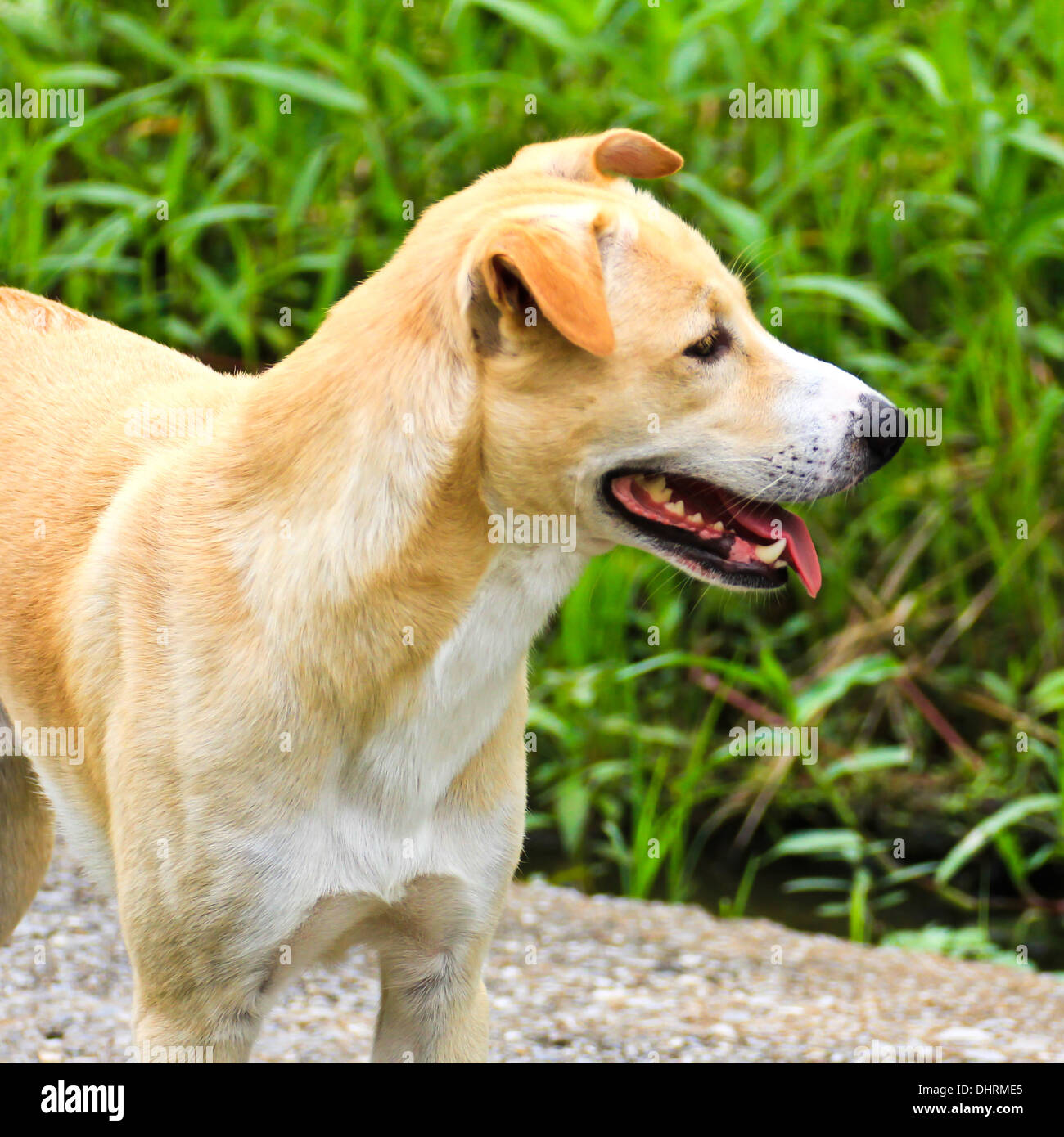 Thai dog in the garden, Thailand. Stock Photo