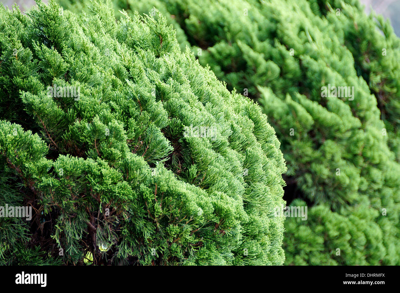 Conifer tree Stock Photo