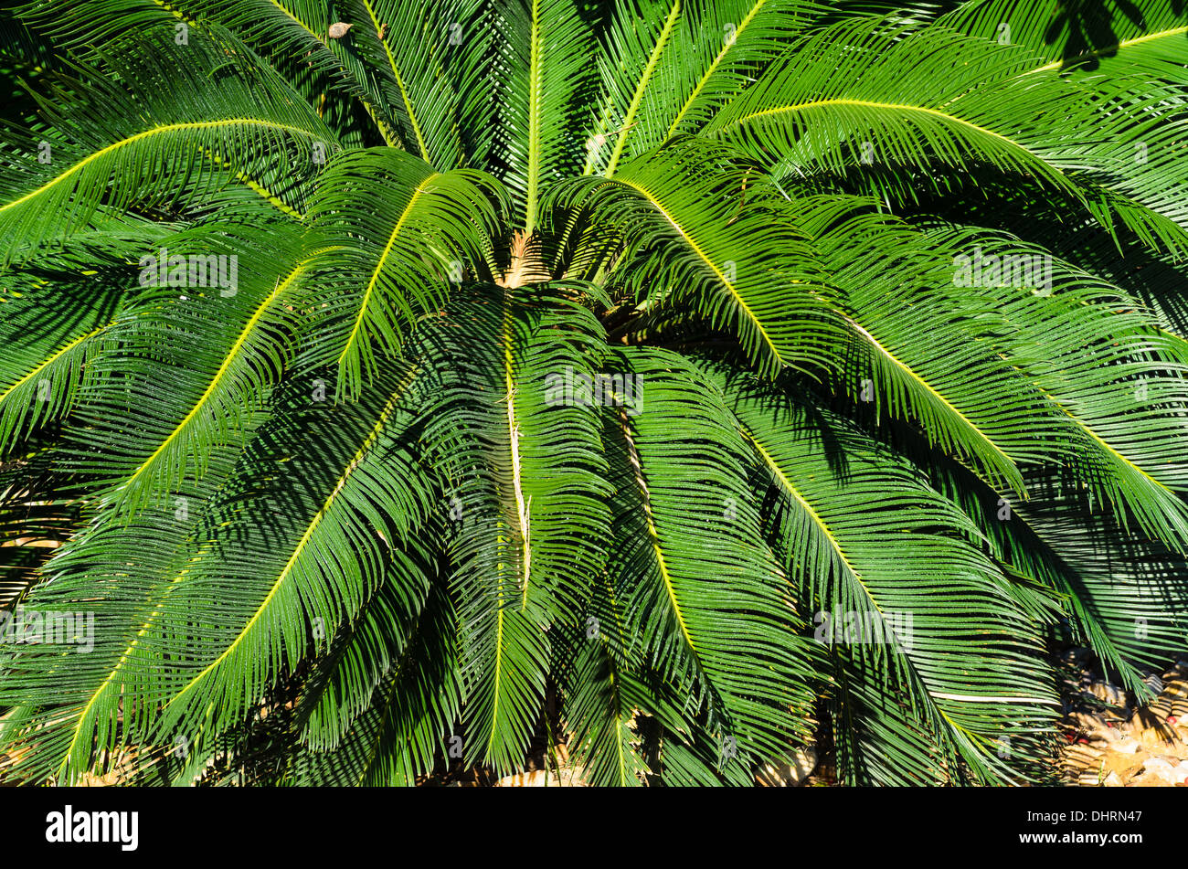 Sago Palm Leaves Stock Photo