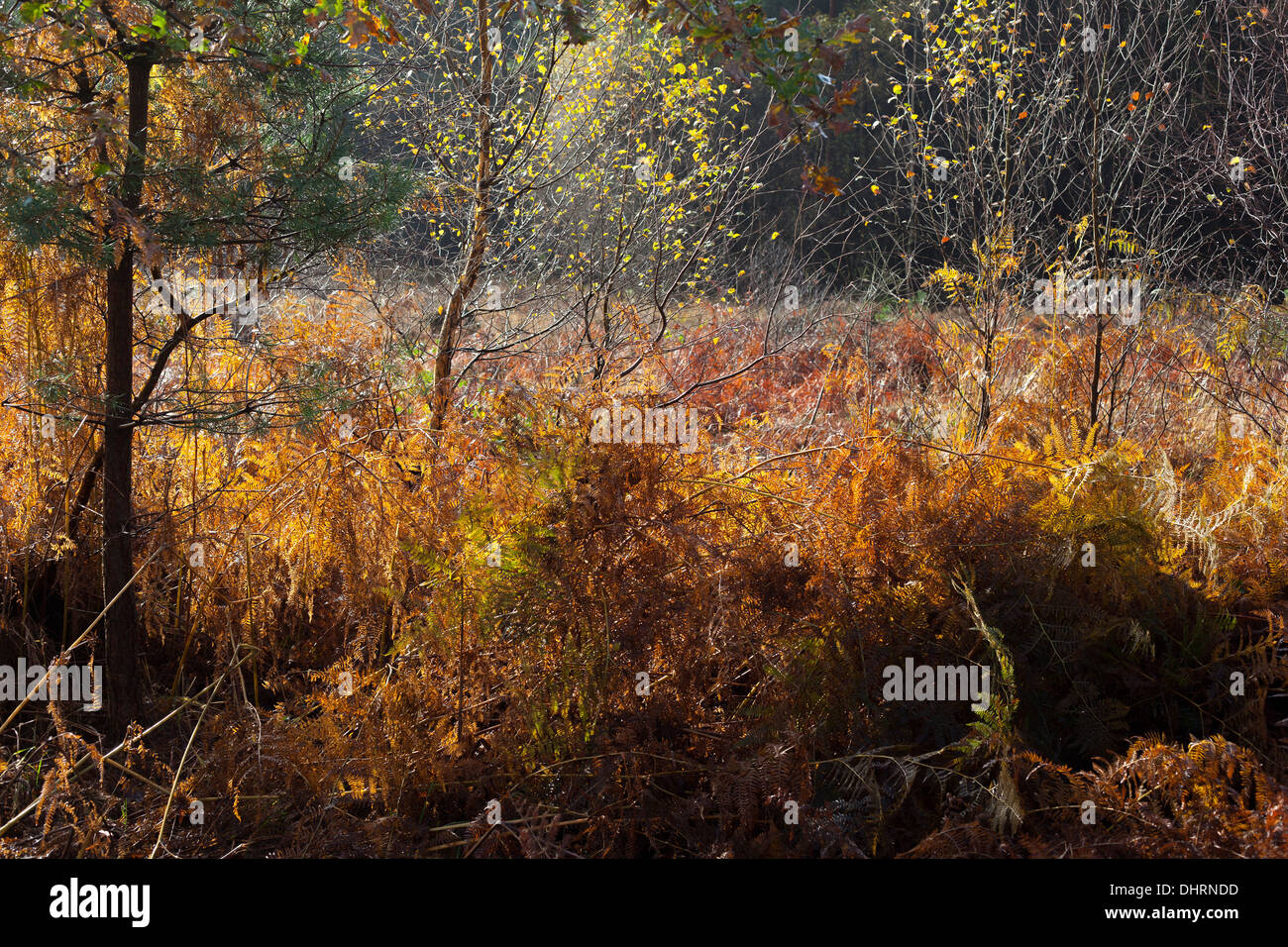trees, foliage and bracken autumn UK Stock Photo