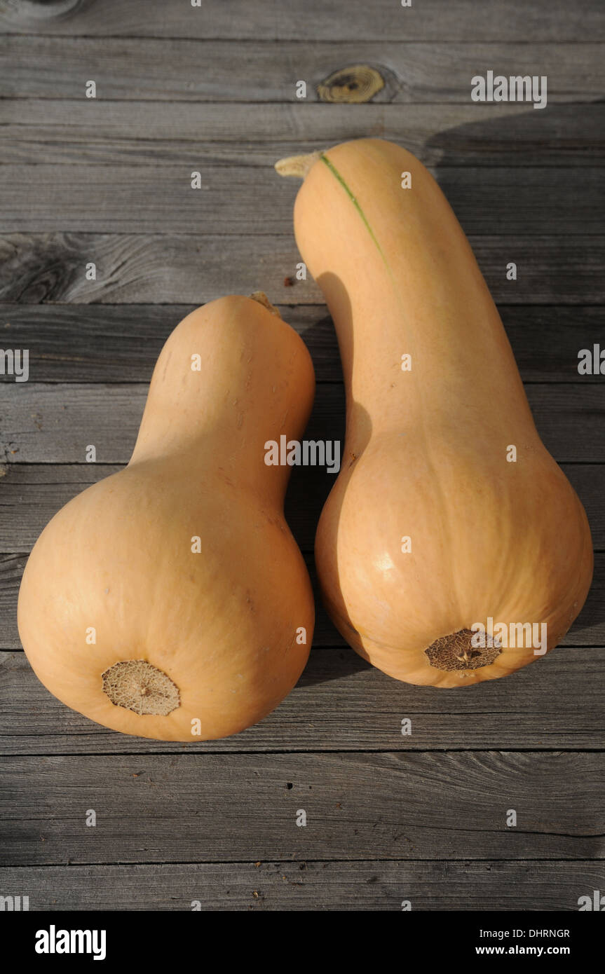 Butternut squash Stock Photo