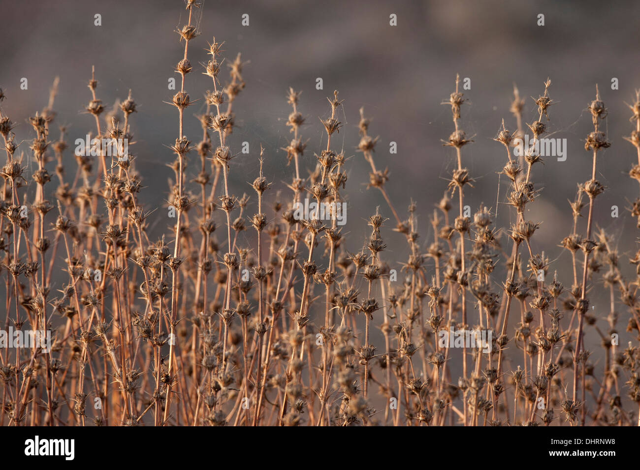 Dried Marshy Vegetation serves as a great perch and cover for birds to nest and also use as nest materials Stock Photo