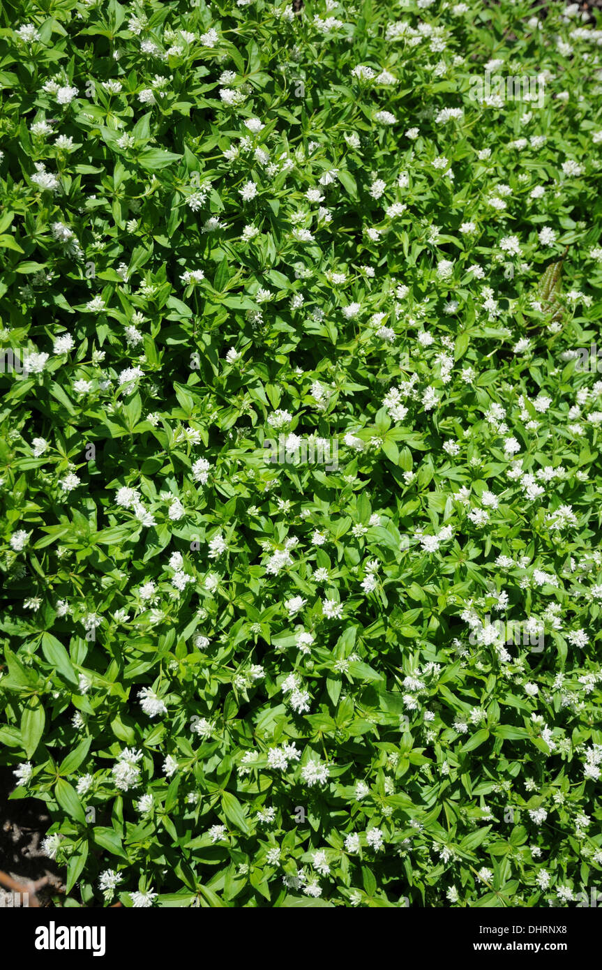 Italian woodruff Stock Photo