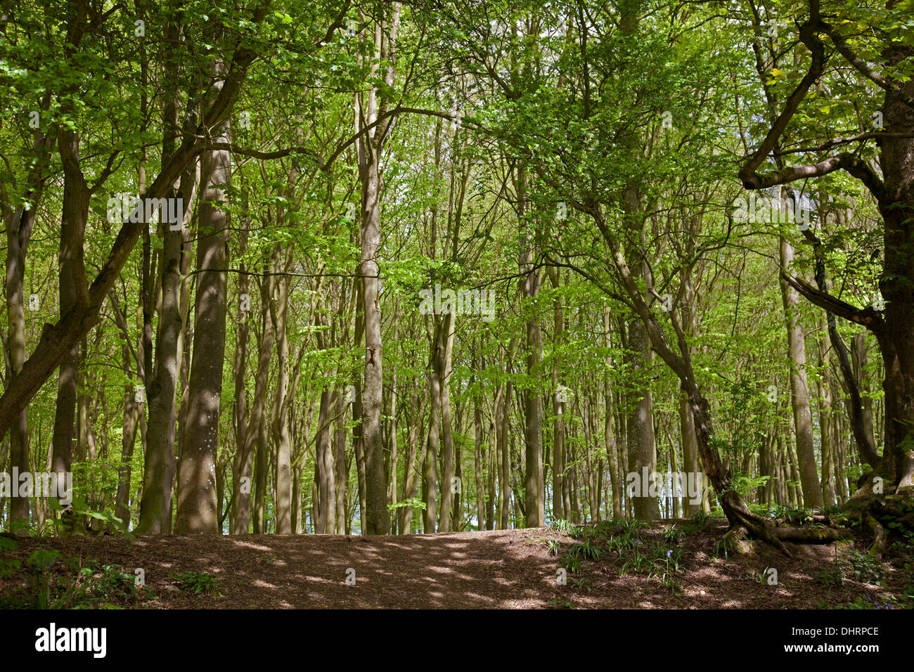 Pathway through a forest Stock Photo - Alamy