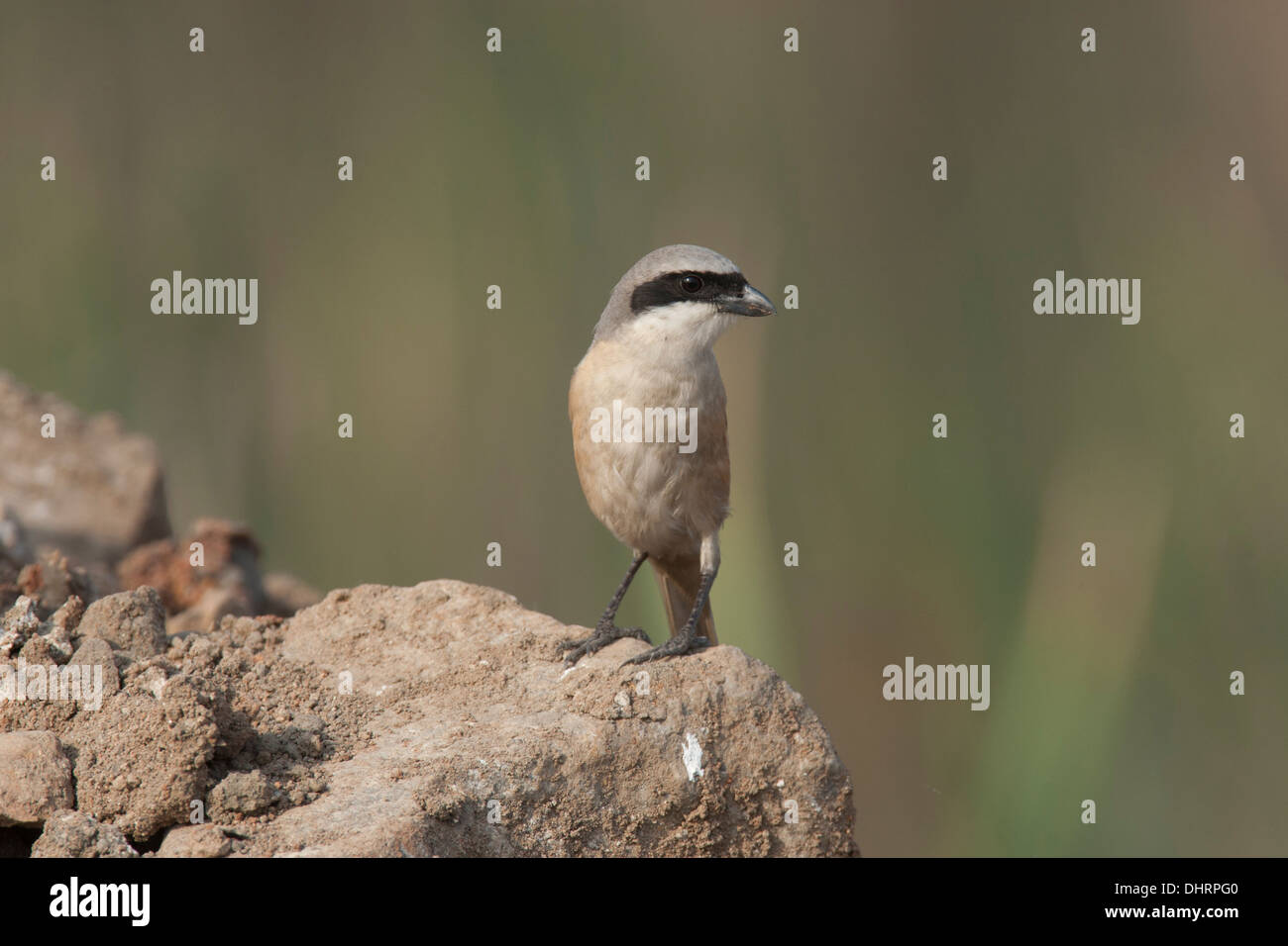 The Long-tailed Shrike or Rufous-backed Shrike (Lanius schach)  on a rock at Uran , a habitat which is both marshy and grassland Stock Photo