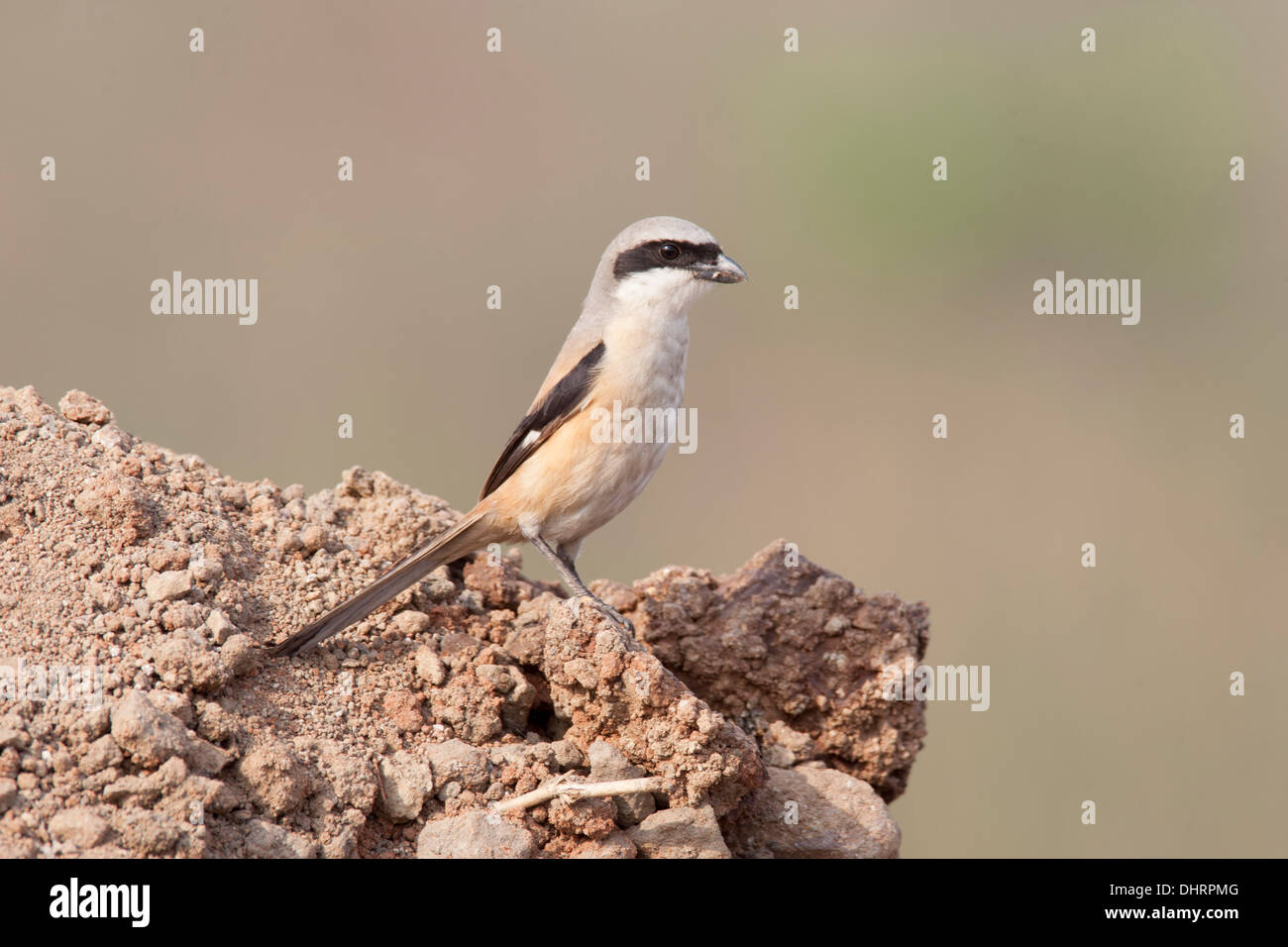 The Long-tailed Shrike or Rufous-backed Shrike (Lanius schach)  on a rock at Uran , a habitat which is both marshy and grassland Stock Photo