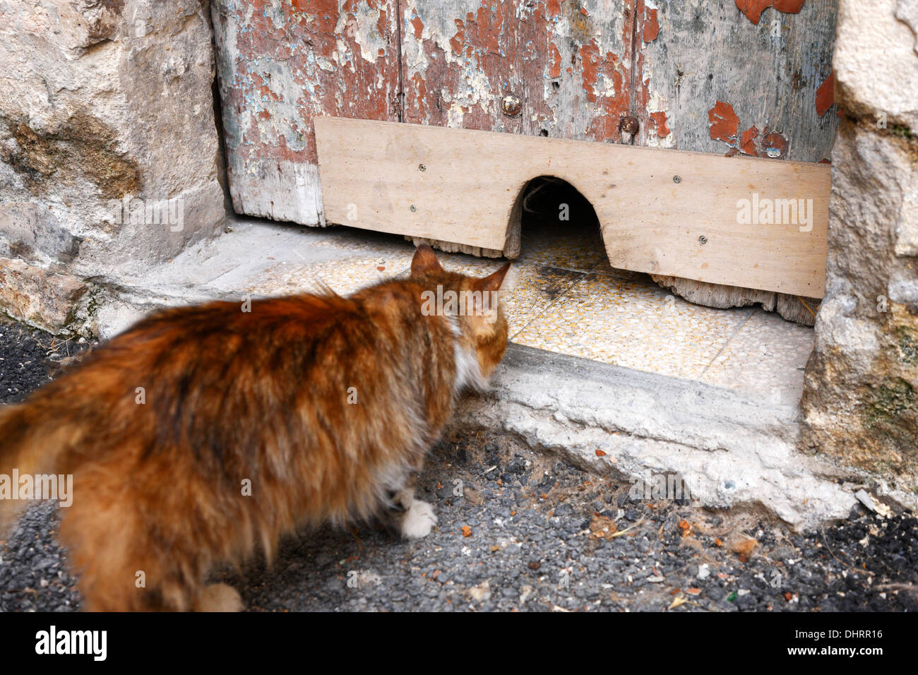 Cat and the hole Stock Photo Alamy