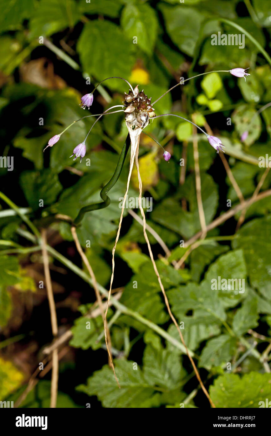 Allium oleraceum, field garlic Stock Photo
