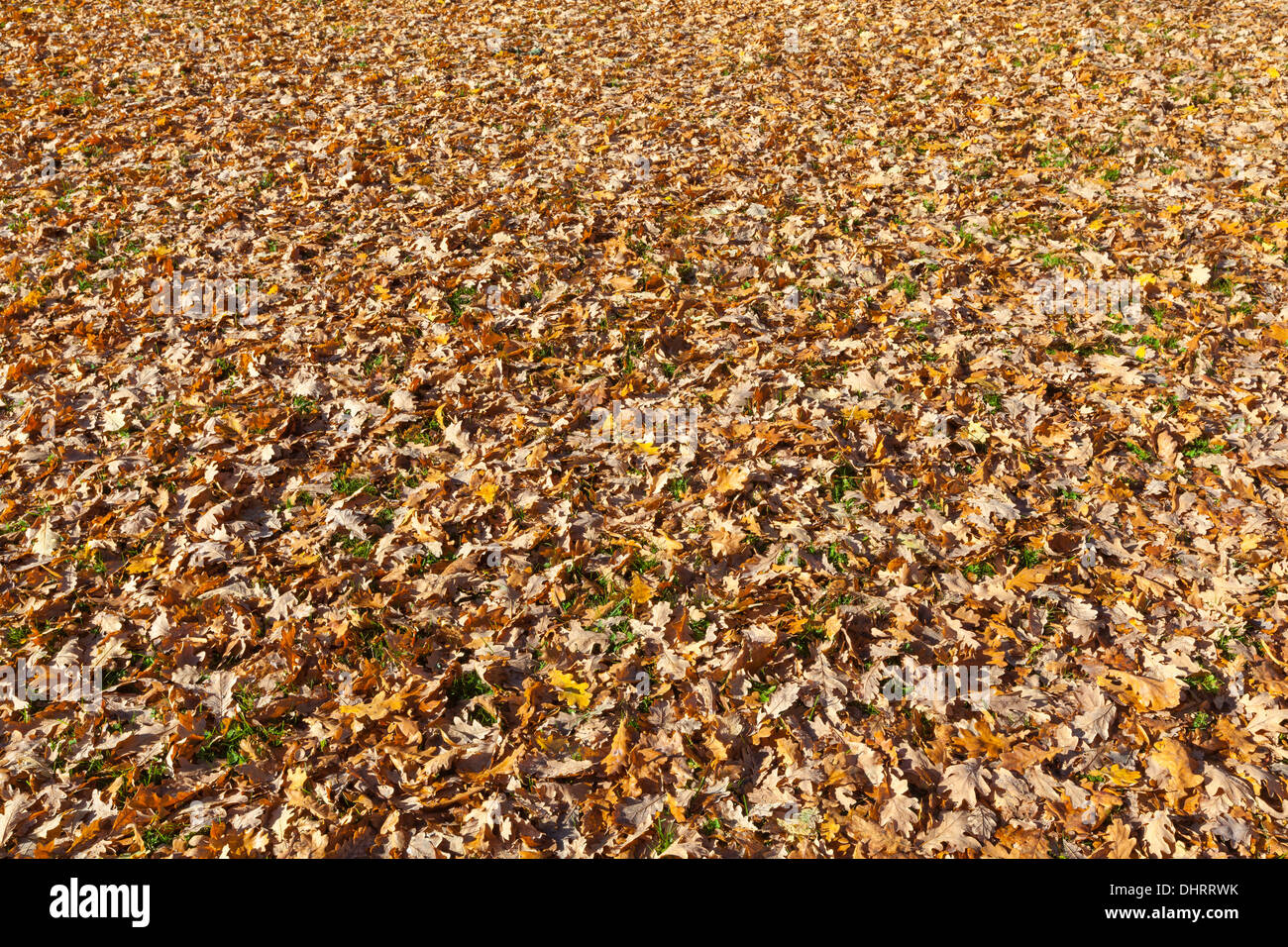 Autumn leaves on grass lawn Stock Photo