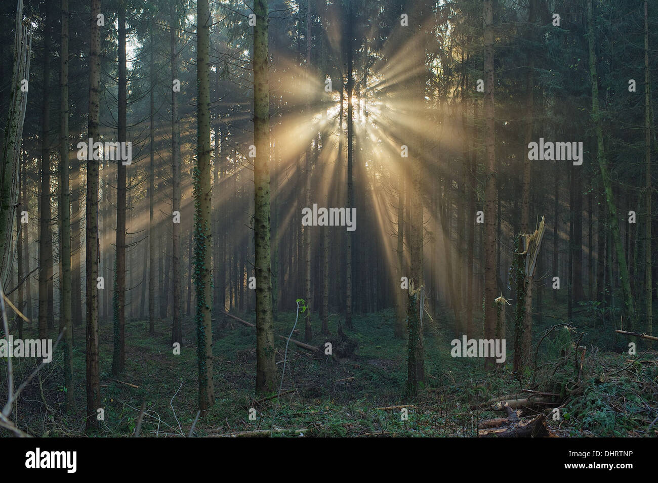 Sun shining through trees into fog thereby the sun rays are made visible. Light through trees. Stock Photo