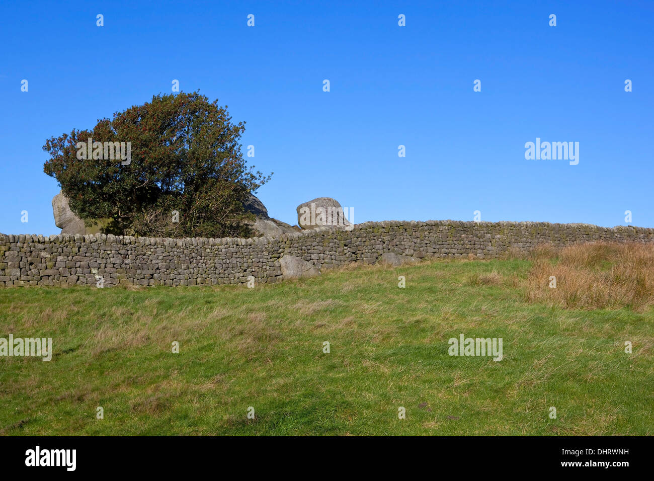 A grassy meadow with dry stone walls and a berry laden holly tree in