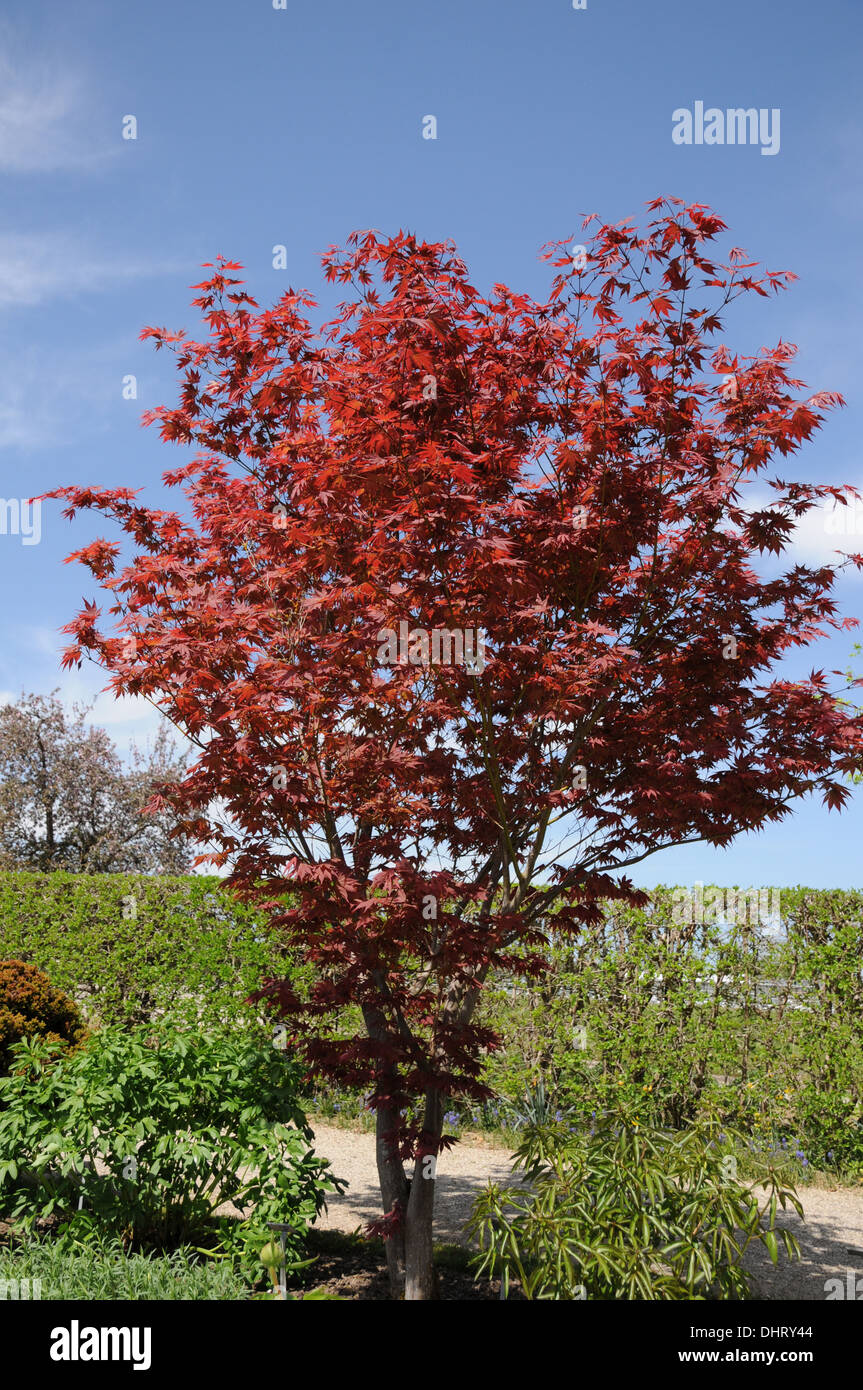 Redleaved Japanese Maple High Resolution Stock Photography and Images ...