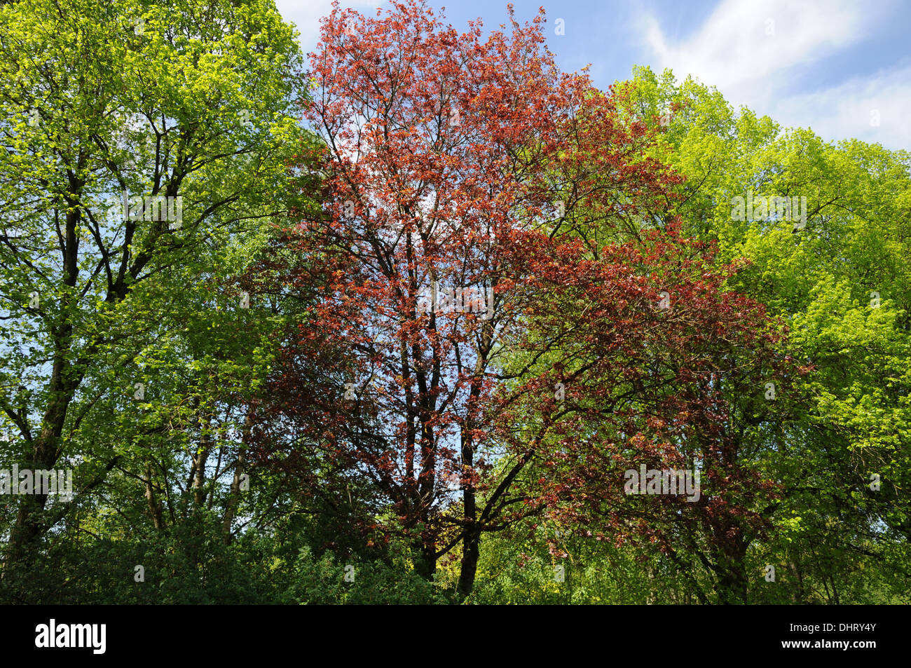 Redleaved maple Stock Photo