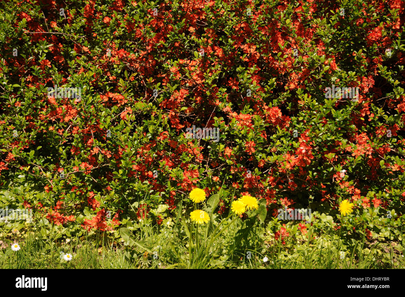 Flowering quince Stock Photo
