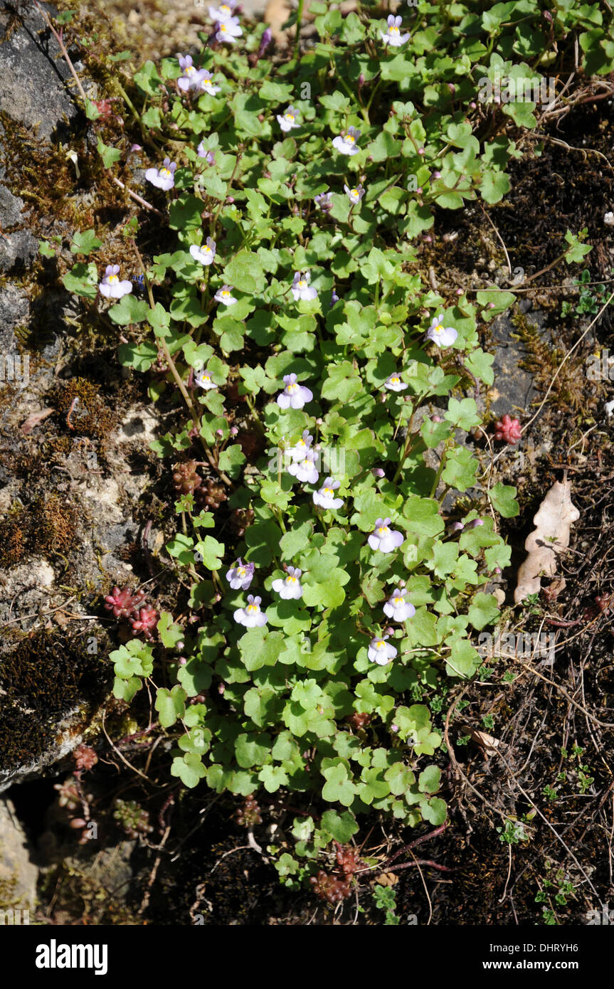 Toadflax Stock Photo