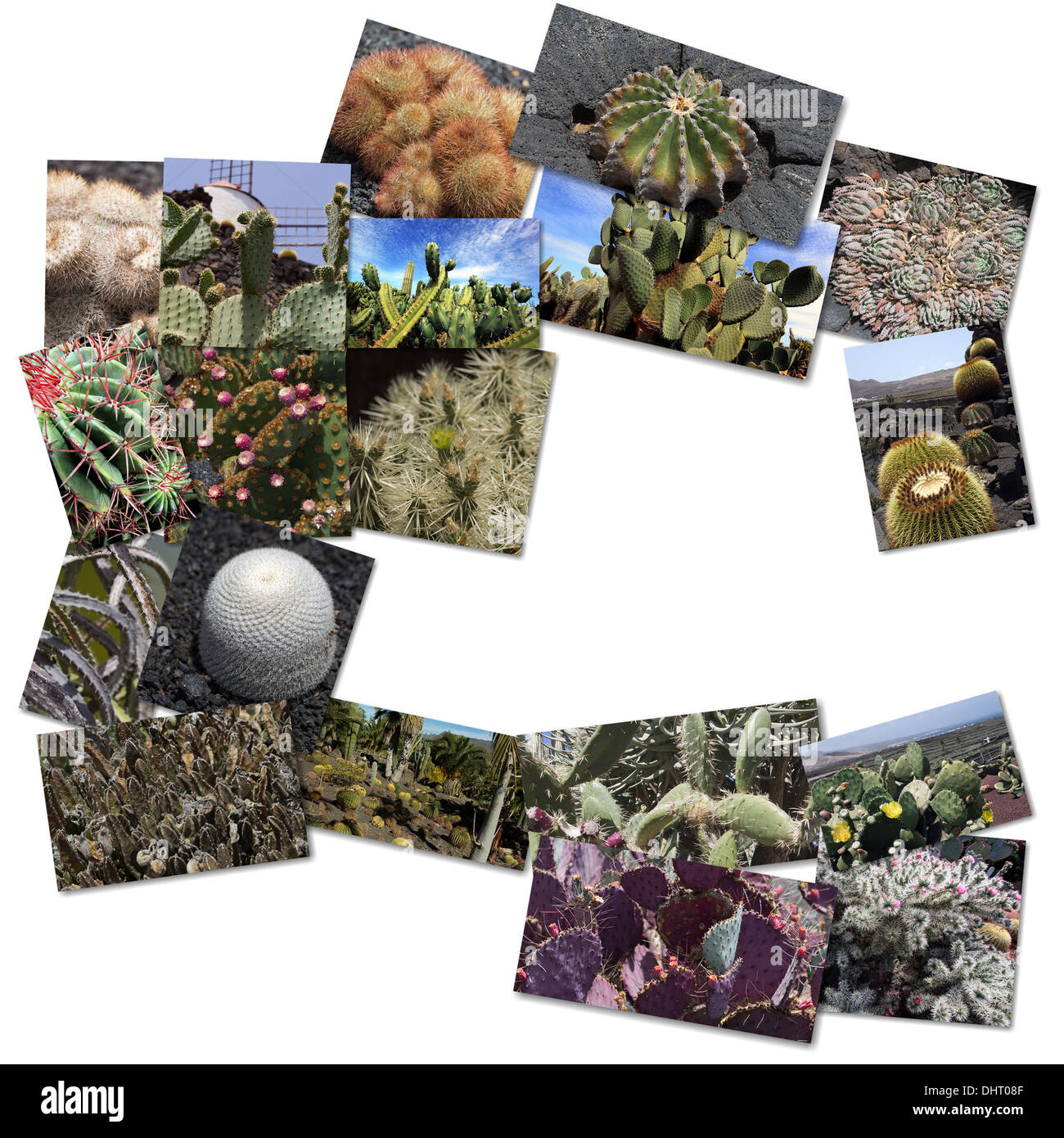 cactuses collage Stock Photo