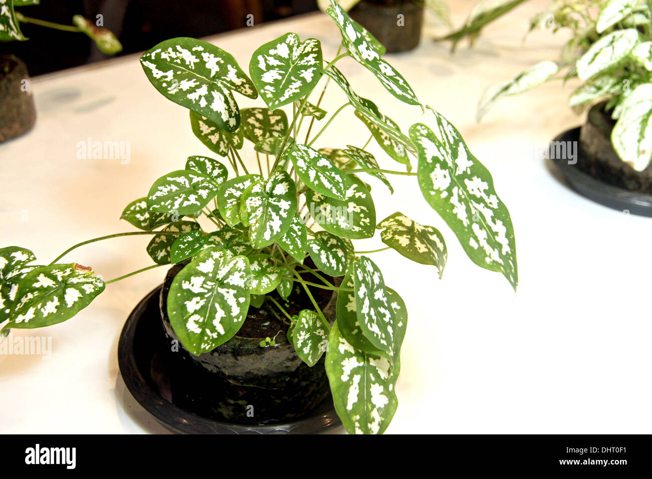 The picture focus Caladium in small pot and beautiful tree. Stock Photo