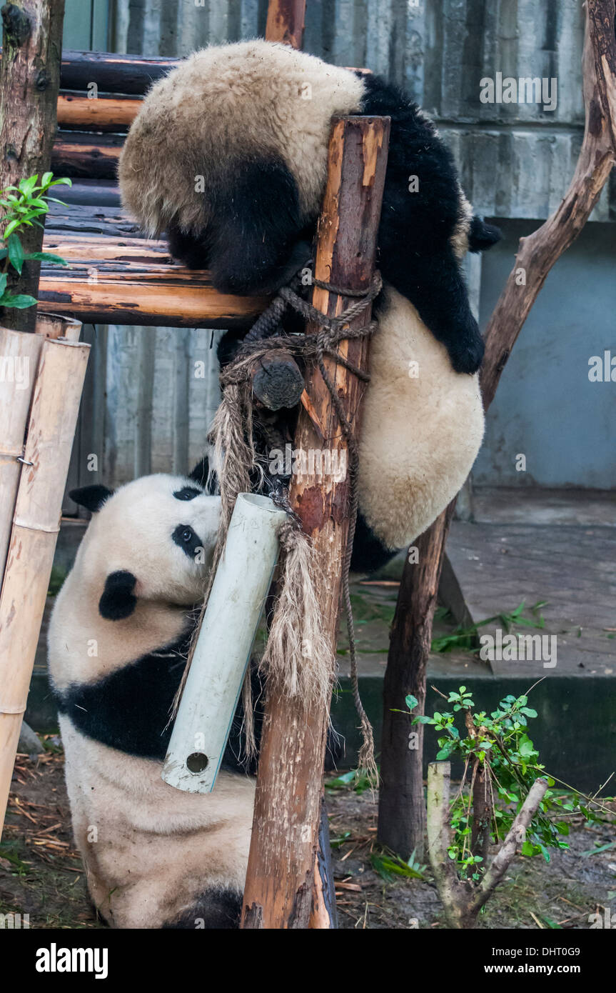 Giant panda at the Giant Panda Breeding and Reseach Base in Chengdu, Sichuan Stock Photo