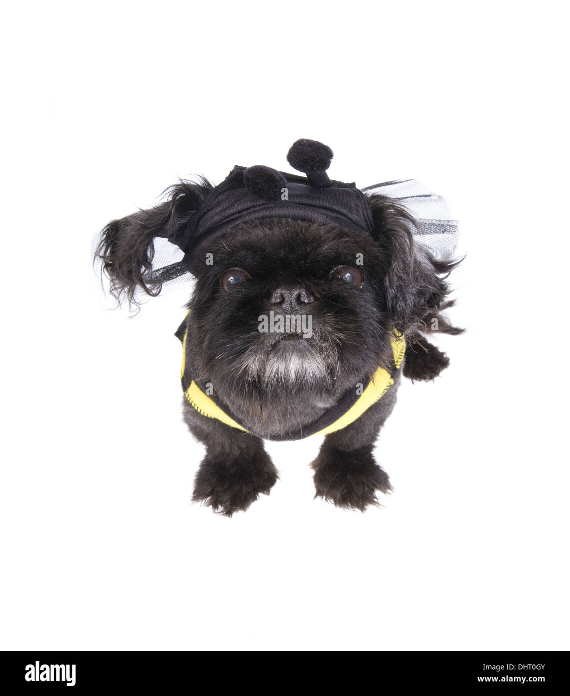 Black Pekingese dog dressed as a bumble bee isolated on white Stock Photo