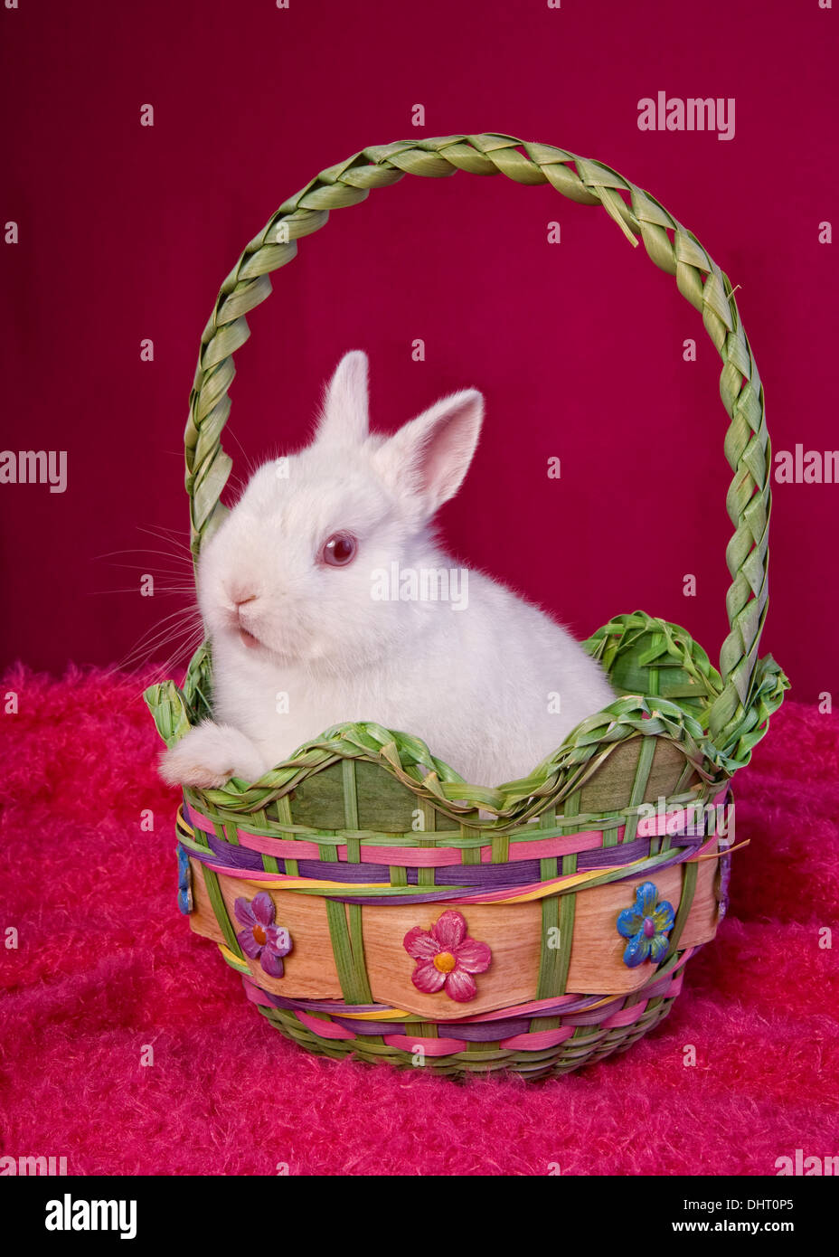 White Netherland Dwarf Bunny Rabbit on hot pink background in Easter basket Stock Photo