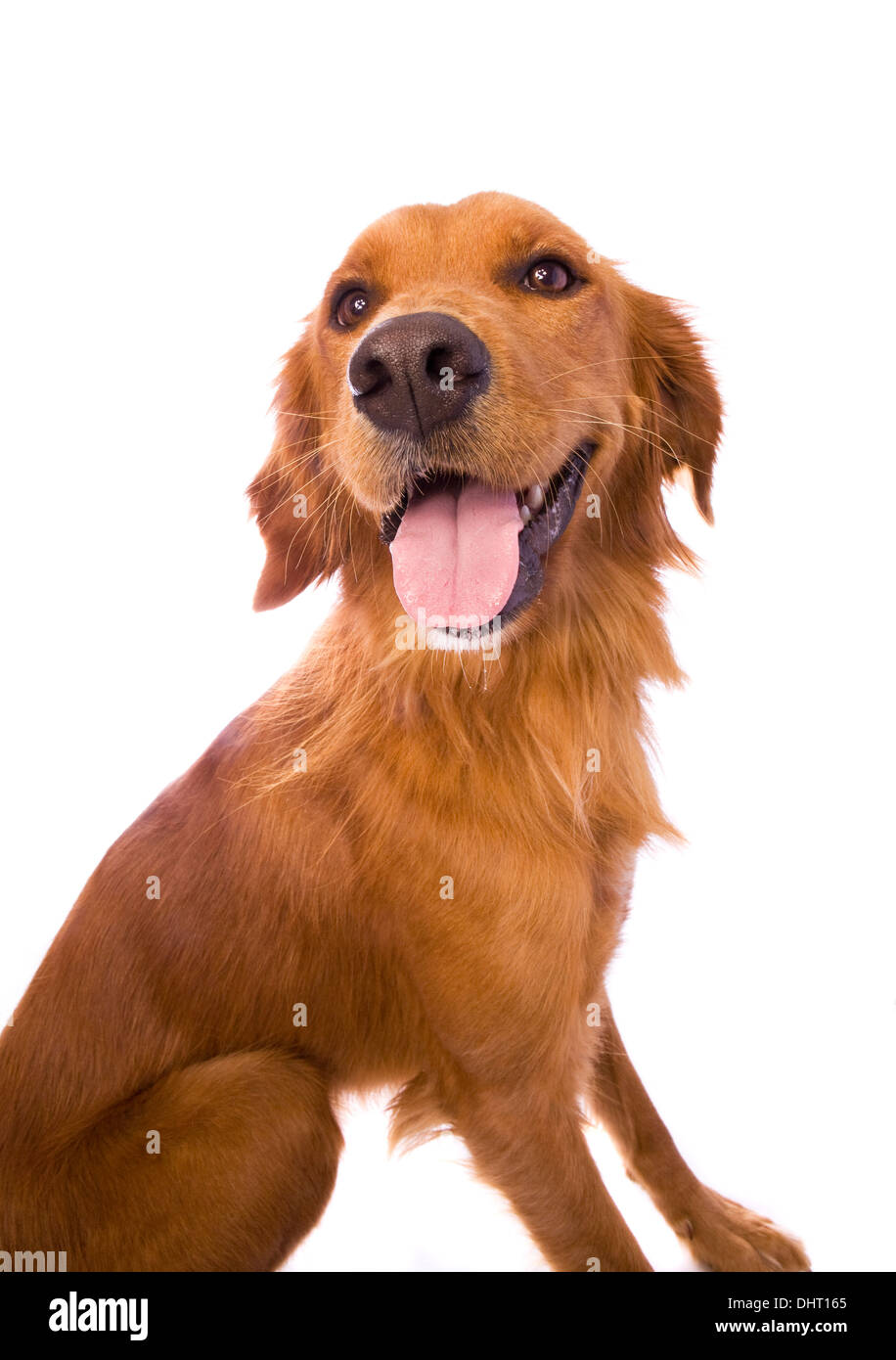 Beautiful Golden Retriever dog sitting isolated on white background