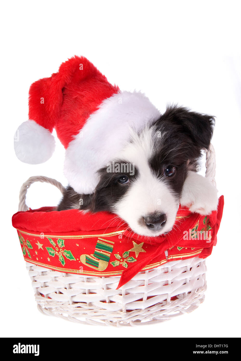Christmas Border Collie puppy isolated on white background Stock Photo