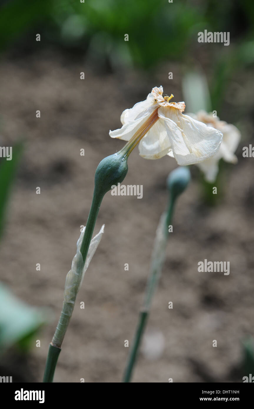 Daffodil seeds hires stock photography and images Alamy