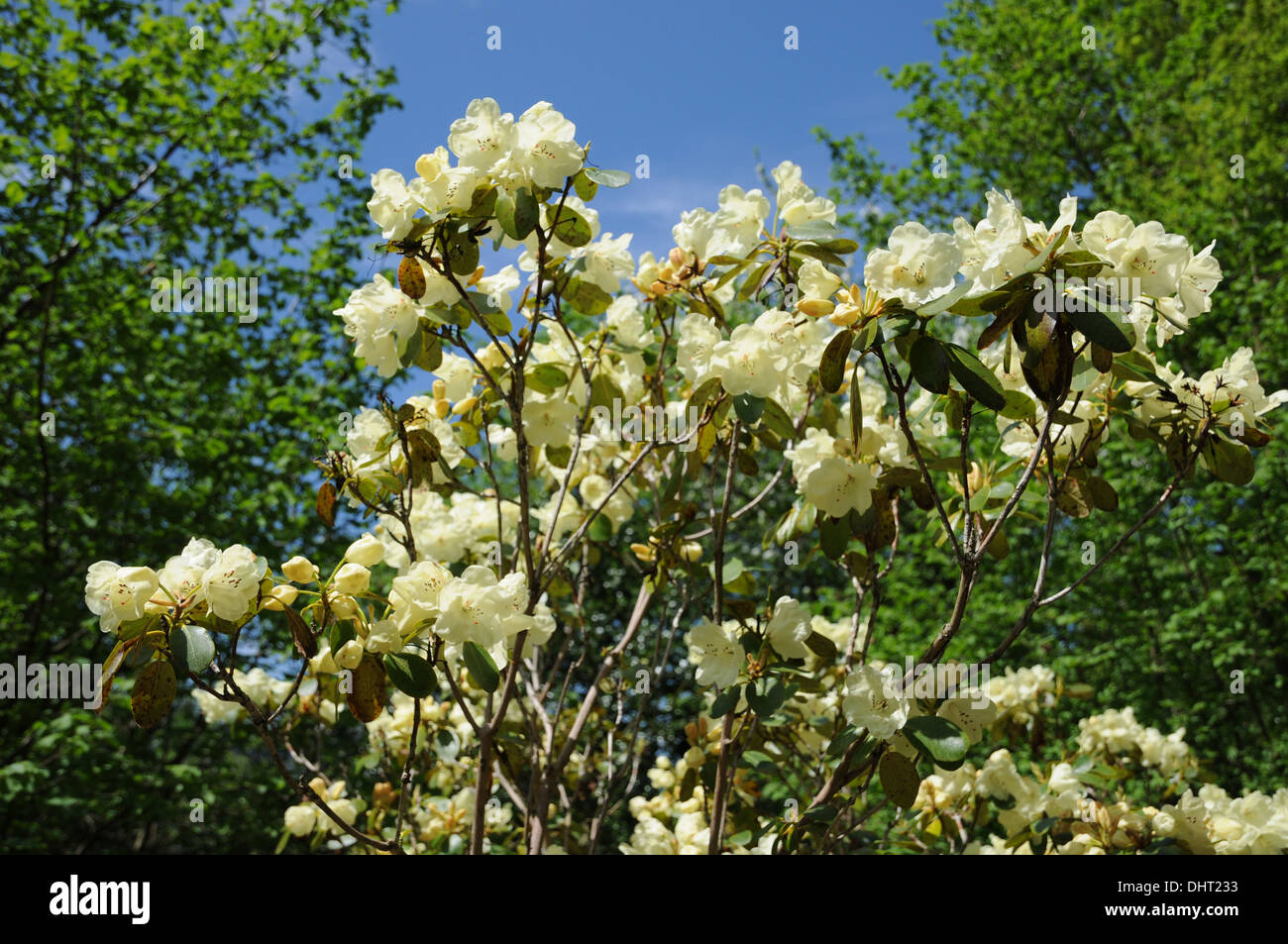 Rhododendron wardii Graf Lennart Stock Photo Alamy