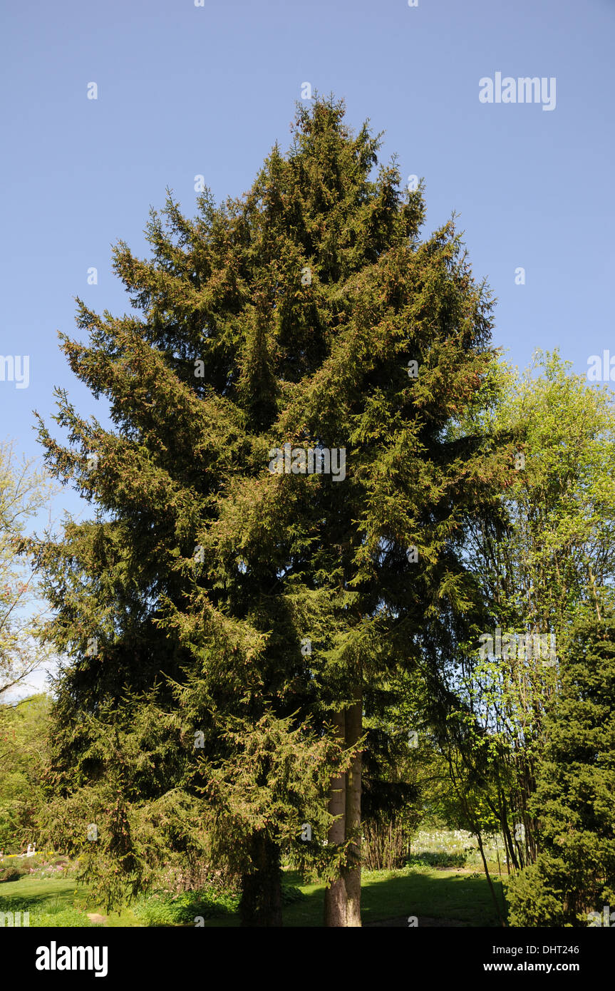 Caucasian fir Stock Photo