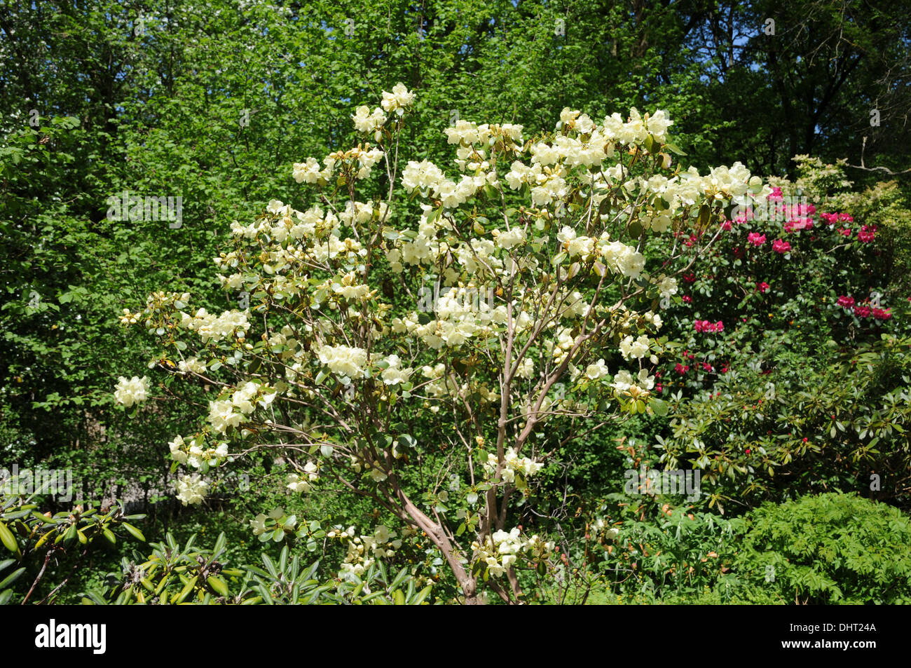 Rhododendron wardii Graf Lennart Stock Photo - Alamy