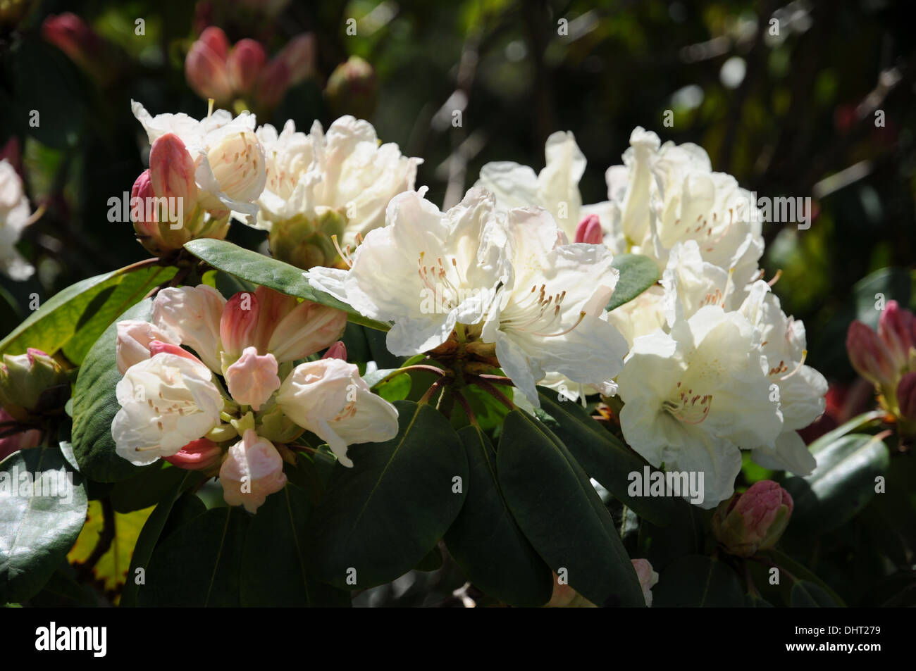 Rhododendron wardii hi-res stock photography and images - Alamy