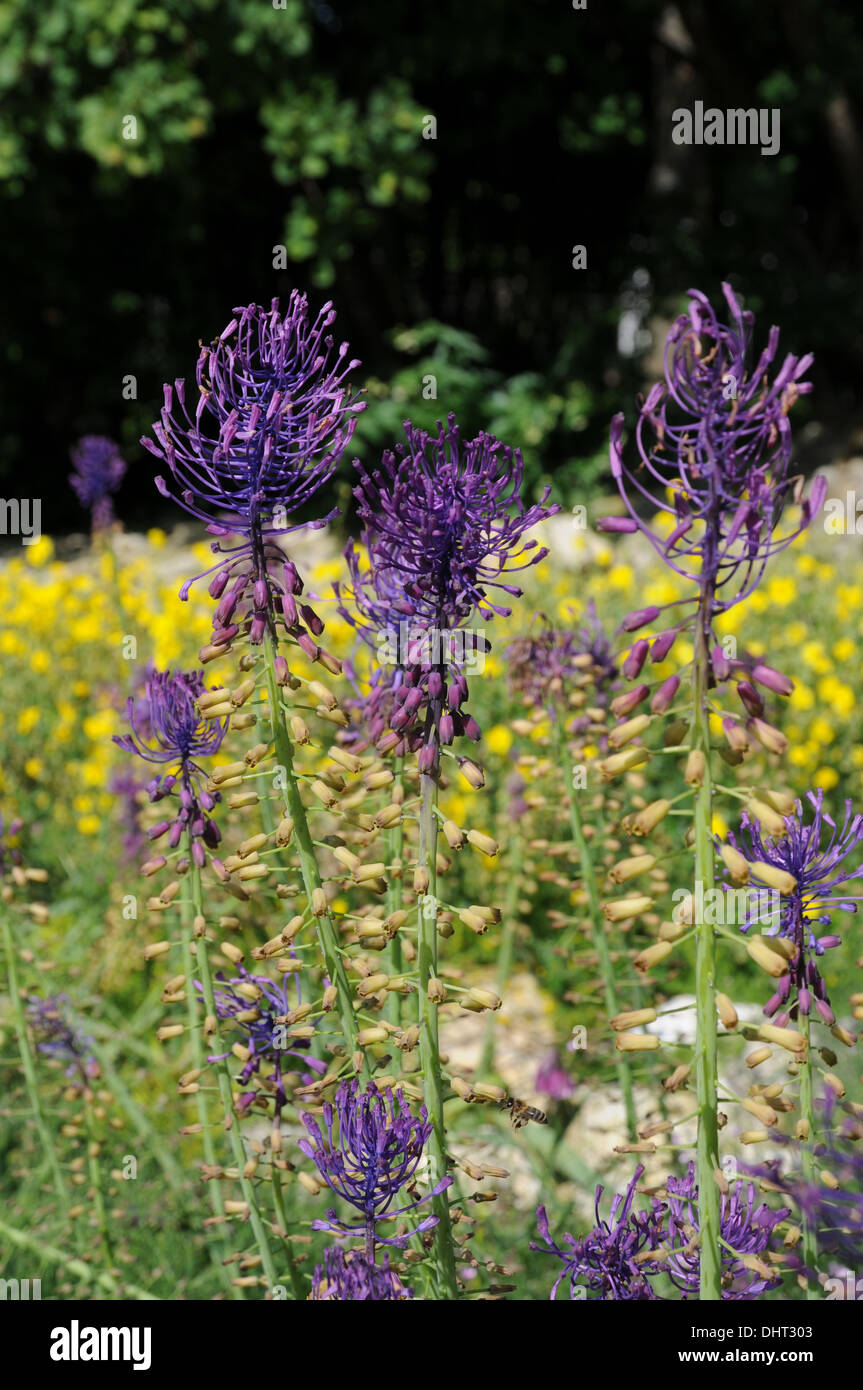 Tassel grapehyacinth hires stock photography and images Alamy